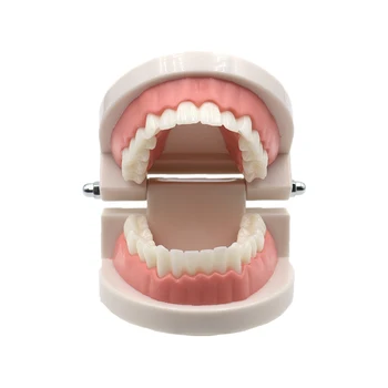 רופא שיניים שיניים בשר ורוד החניכיים סטנדרטי למבוגרים שיניים שן מלמד מודל - התמונה 1  