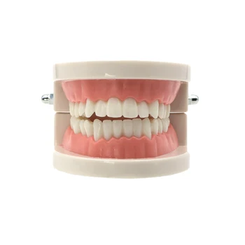רופא שיניים שיניים בשר ורוד החניכיים סטנדרטי למבוגרים שיניים שן מלמד מודל - התמונה 2  