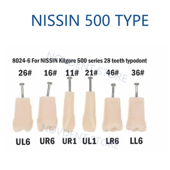 M8024 שיניים NISSIN 500 סוג Typodont המודל שיניים החלפת בורג-שיניים מתאים קילגור - התמונה 2  